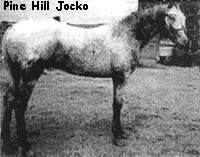 pinehilljocko