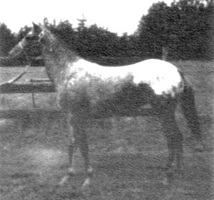 roanrangerette