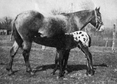 hawks little fury and foal