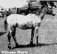 welcomefrosty