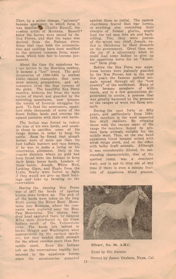 appaloosa horse11