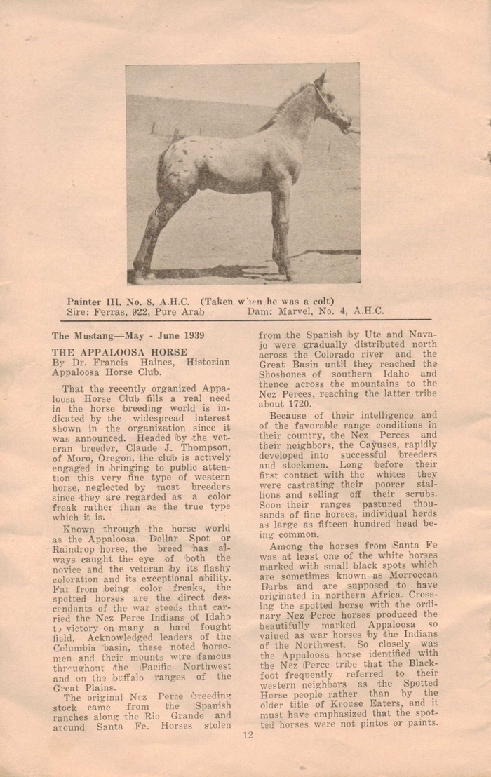 appaloosahorse12