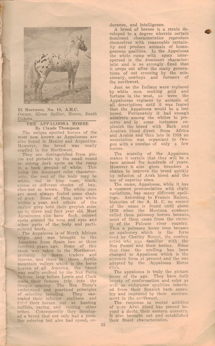 appaloosahorse15