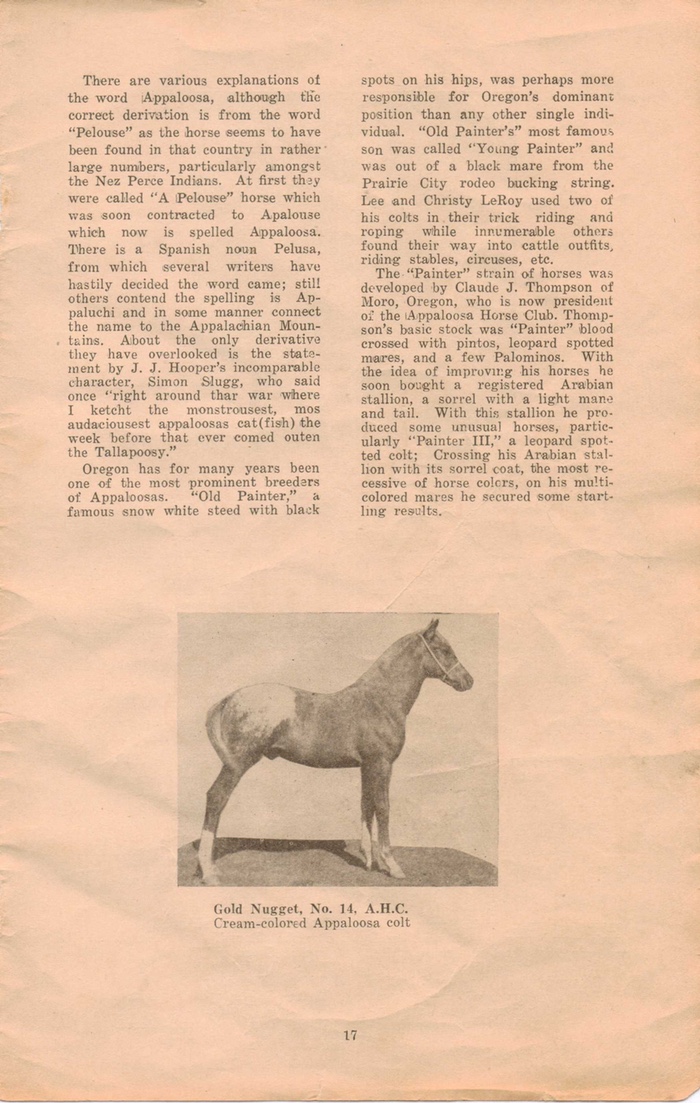 appaloosahorse17