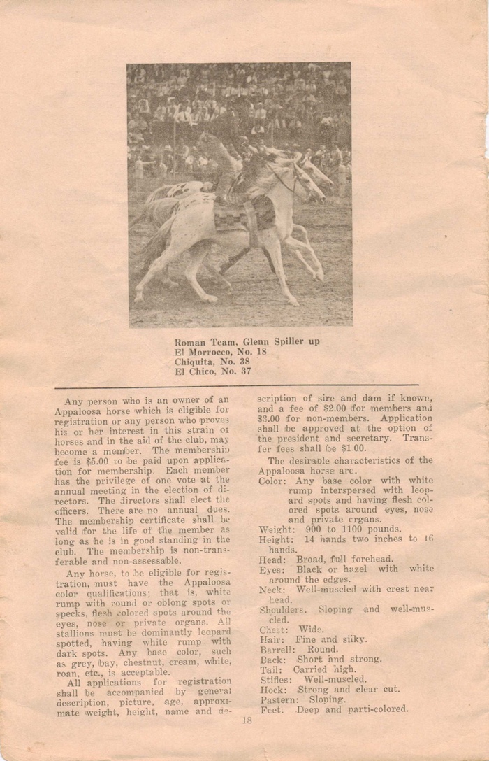 appaloosahorse18