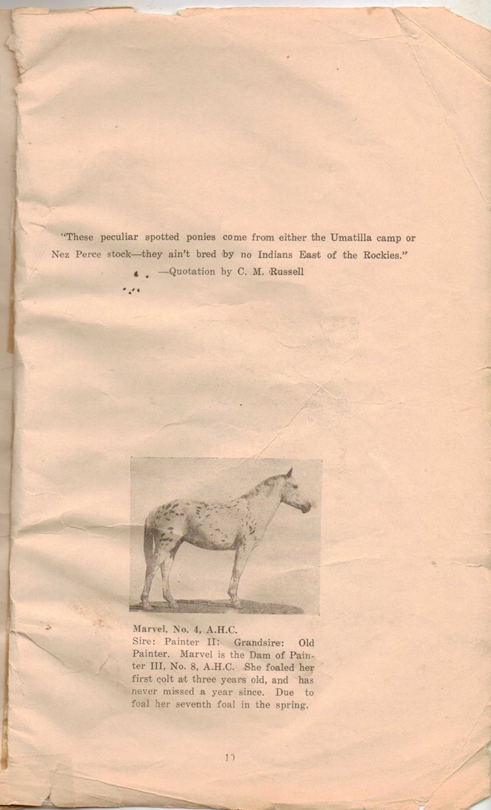 appaloosahorse19
