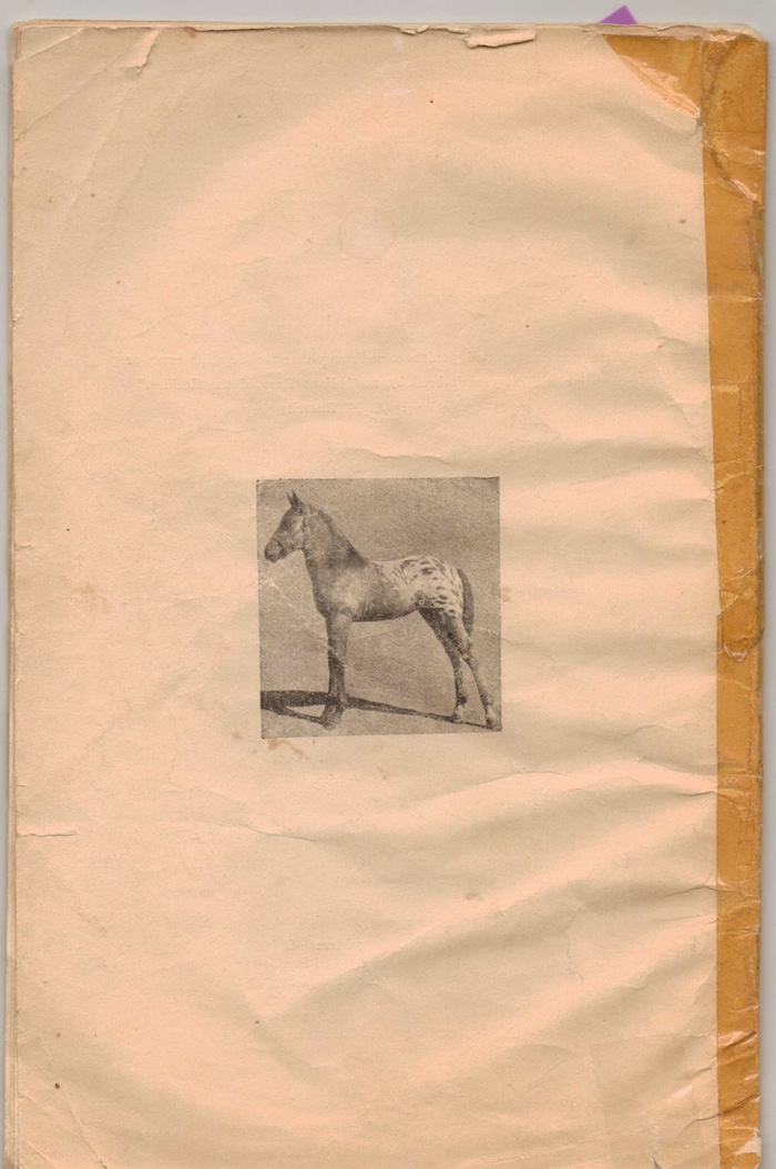 appaloosahorse20