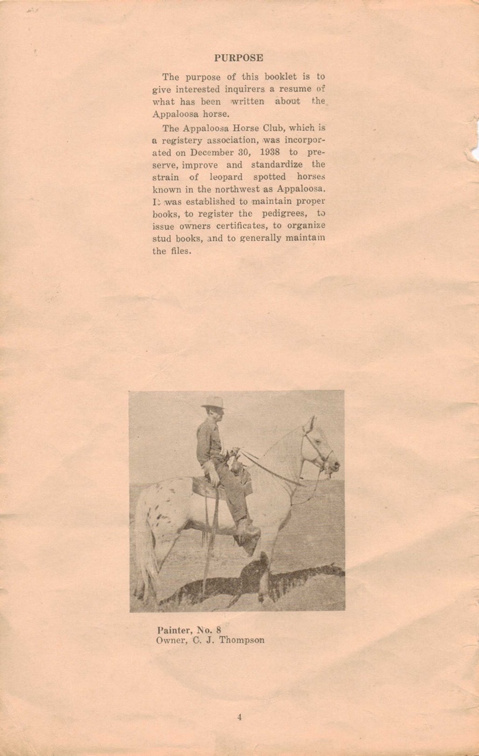 appaloosahorse4