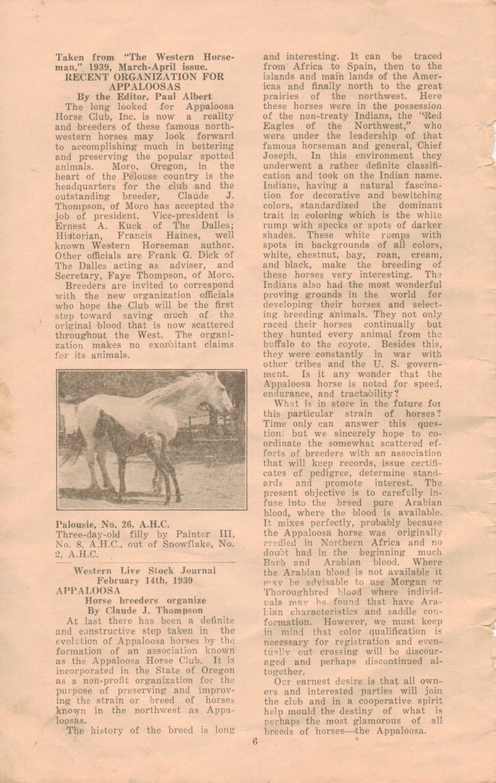 appaloosahorse6