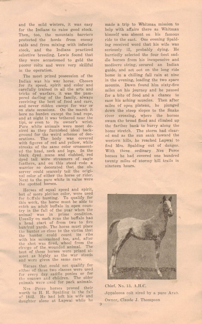 appaloosahorse9