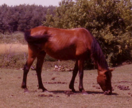 browndeer