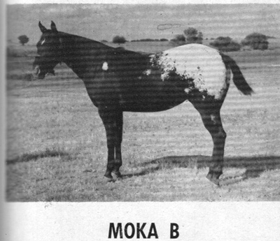 mokab3