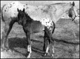 bluebirdbandfoal