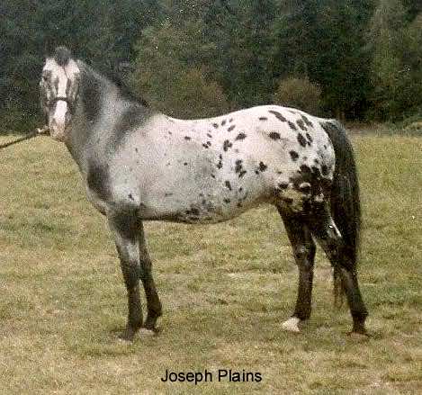 josephplains3