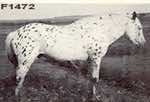 moroccanleopard