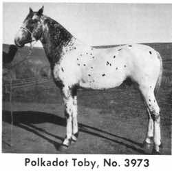 polkadotttoby