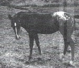 capersbarboo