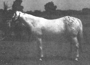 casbaytoni