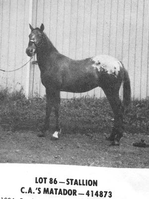 cas matador