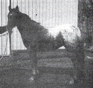 chevroulette