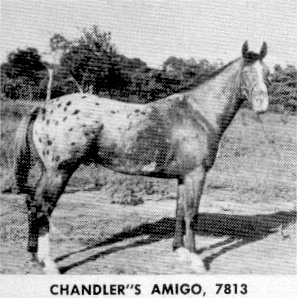 chandlersamigo