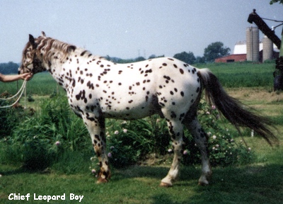 ChiefLeopardBoy
