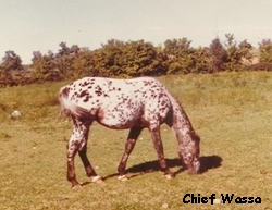 ChiefWassa