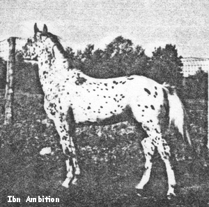 IbnAmbition