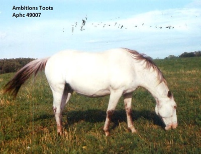 ambitionstoots