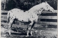 arabtoswirahalkhar
