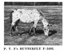 pvfsbutterfly