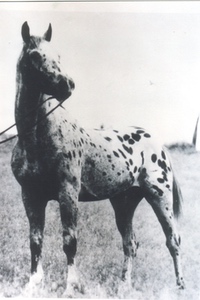siroliver