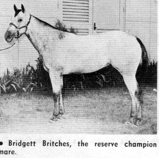 bridgettbritchesii