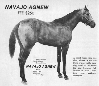 navajoagnew