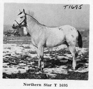 northernstar