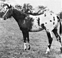 Custer's Best Stand