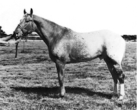 Rio's Comanche K