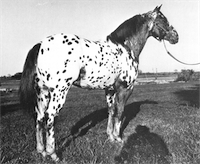 Ritchey's Sandman