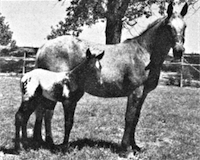 Minidoka Blue and Minidoka Rose (foal)