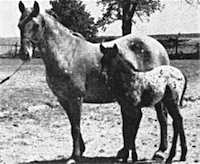 Minidoka Sugar and Minidoka Snowflake(foal)