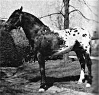 Thompson's Little Eagle