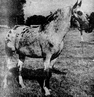 Chief Joseph of the Plains