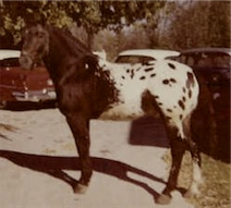 Thompson's Little Eagle