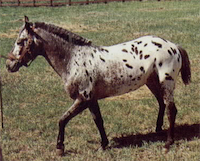 Red Cloud Renegade