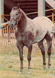 Red Cloud's Fish Hawk