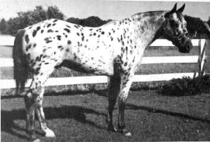 Tumalo Painter
