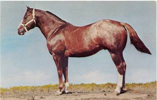 Vandy Red Cloud