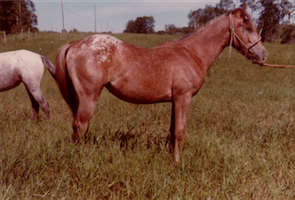 Copper Penny