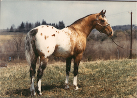 Little Navajo Zip