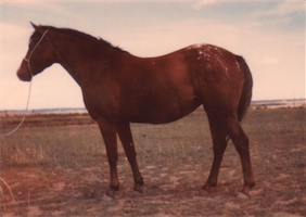 Owyhee's Golden Arrow